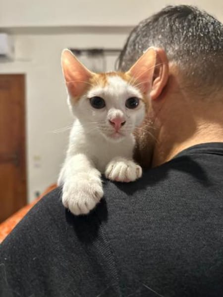 Ori aus dem Tierschutz