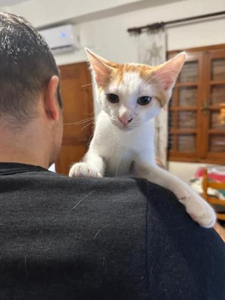 Ori aus dem Tierschutz