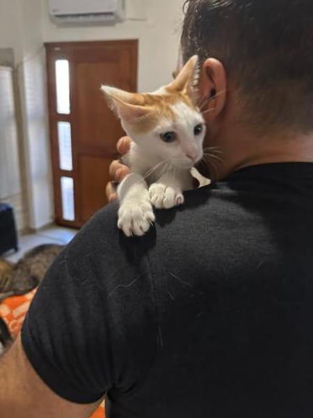 Ori aus dem Tierschutz