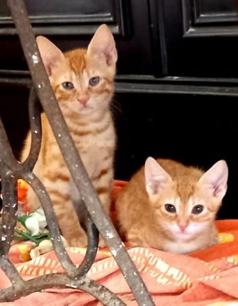 Fred & George aus dem Tierschutz