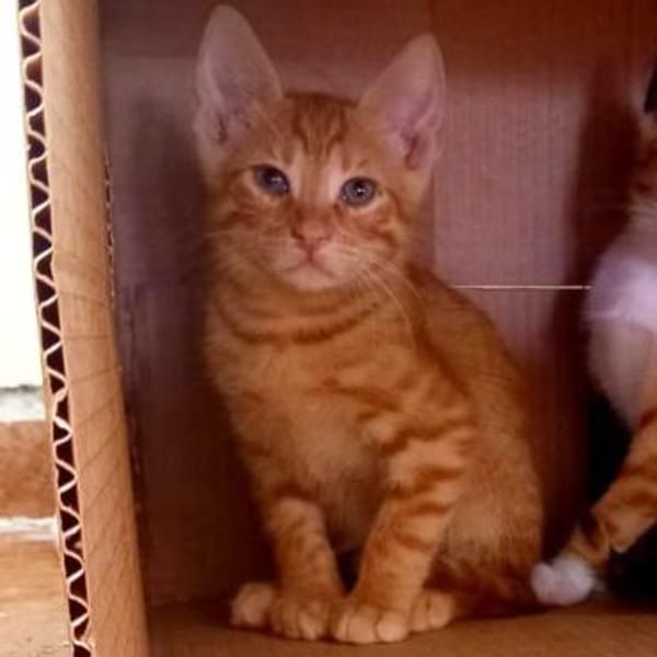 Fred & George aus dem Tierschutz
