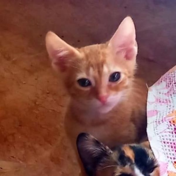 Fred & George aus dem Tierschutz