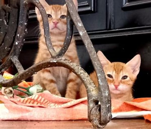 Fred & George aus dem Tierschutz
