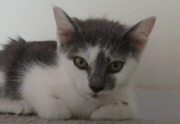 MINOUCHAT