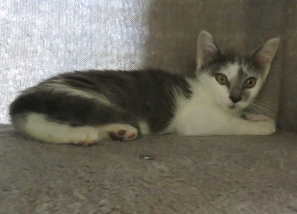 MINOUCHAT