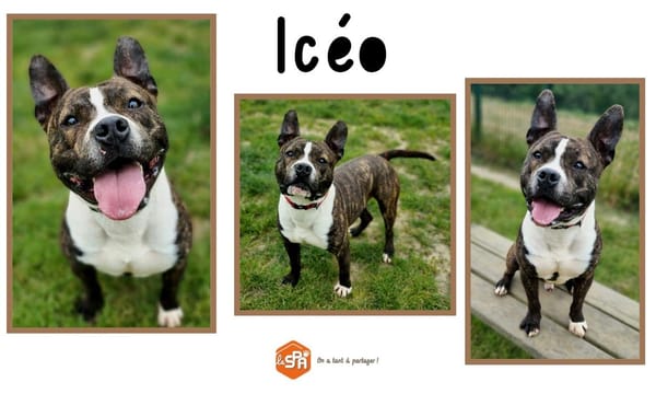 ICEO