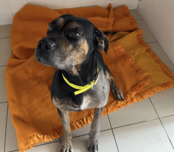 Pheeline (en cours d'adoption)