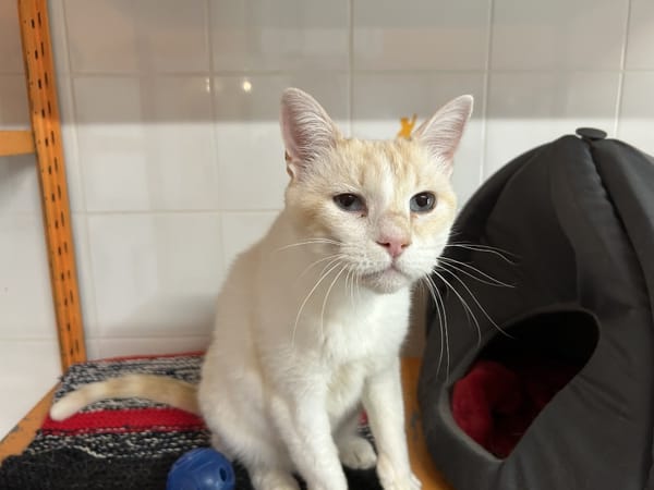 Benji (en cours d'adoption)