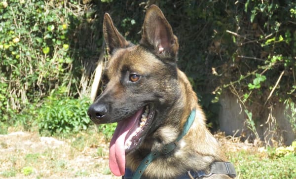 PAKO