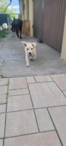 Lumi