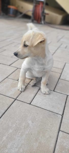 Lumi