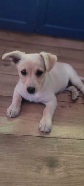 Lumi