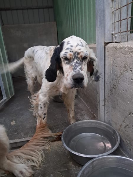 MIRTA simil setter