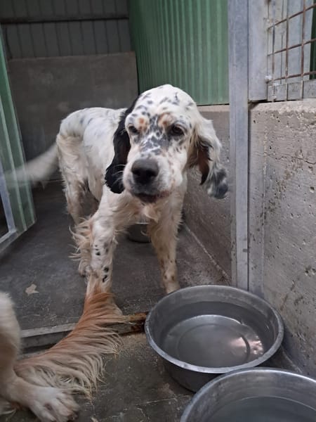 MIRTA simil setter