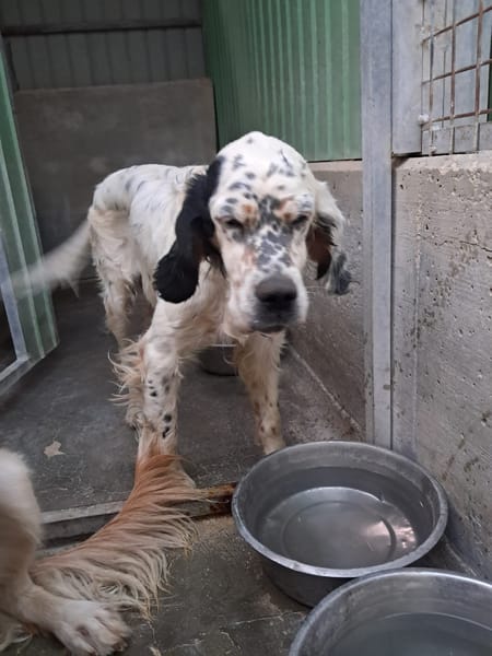 MIRTA simil setter