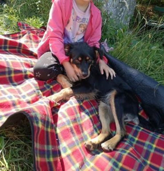 Zauberhafter Familienhund Rocky