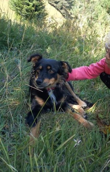 Zauberhafter Familienhund Rocky