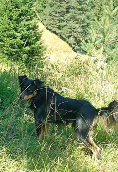 Zauberhafter Familienhund Rocky