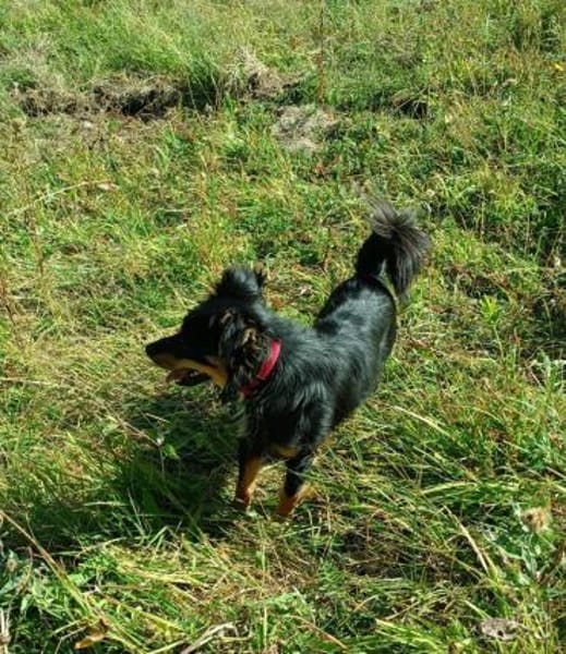 Zauberhafter Familienhund Rocky