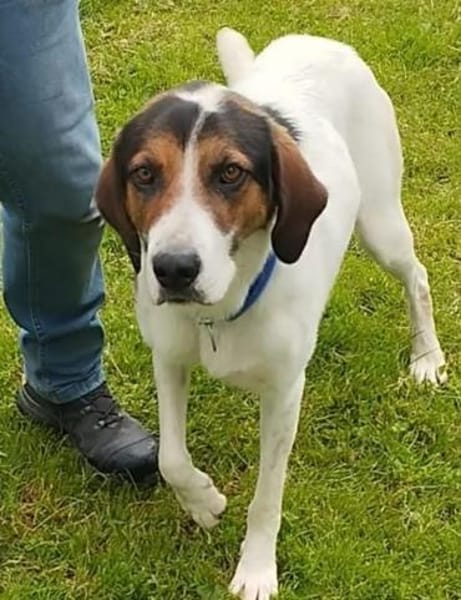 Tino - Zuhause mit ❤gesucht