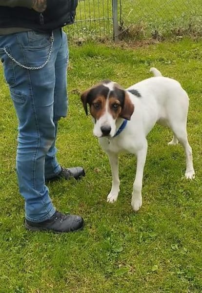 Tino - Zuhause mit ❤gesucht