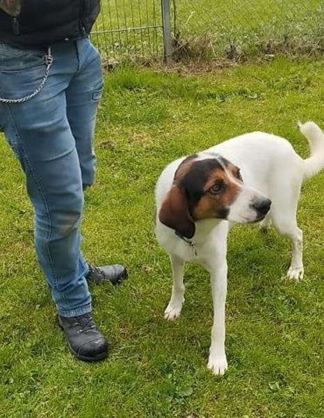 Tino - Zuhause mit ❤gesucht