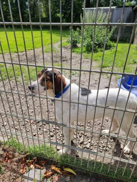 Tino - Zuhause mit ❤gesucht