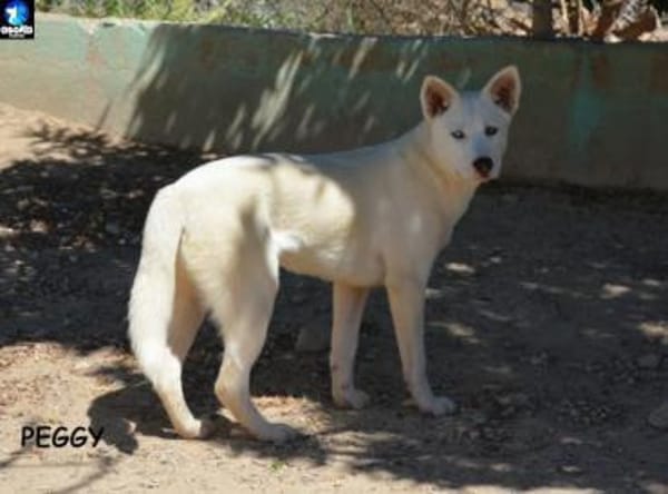 Peggy - Zuhause gesucht
