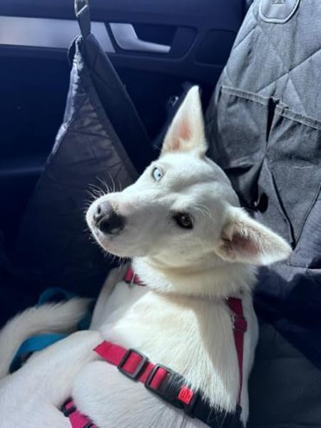 Peggy - Zuhause gesucht