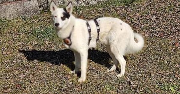 Idefix ist bereit für sein neues Leben!