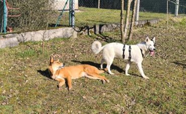 Idefix ist bereit für sein neues Leben!