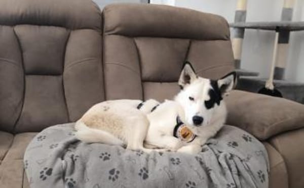 Idefix ist bereit für sein neues Leben!
