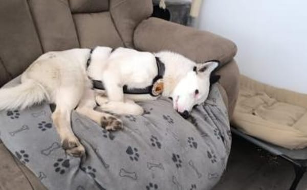 Idefix ist bereit für sein neues Leben!