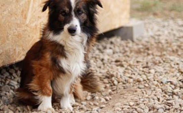 Wusel sucht seine zweite Chance!