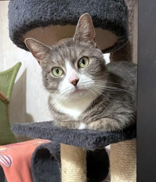 MARA - kleine Katze, große Chefin