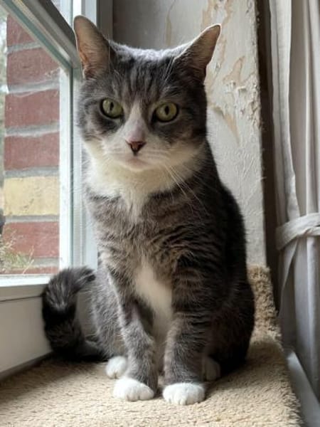 MARA - kleine Katze, große Chefin