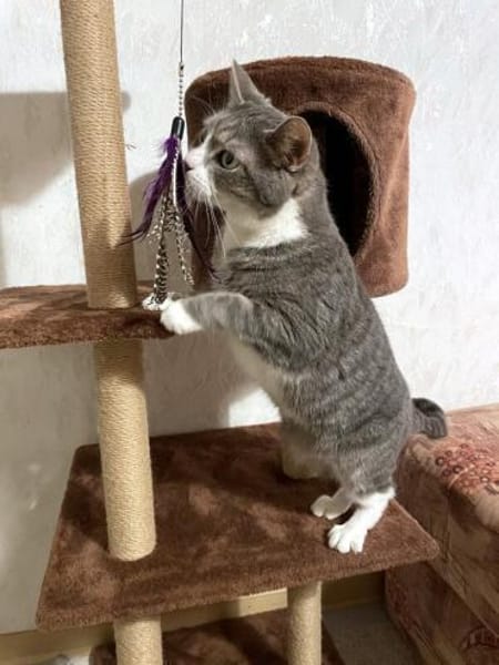 MARA - kleine Katze, große Chefin