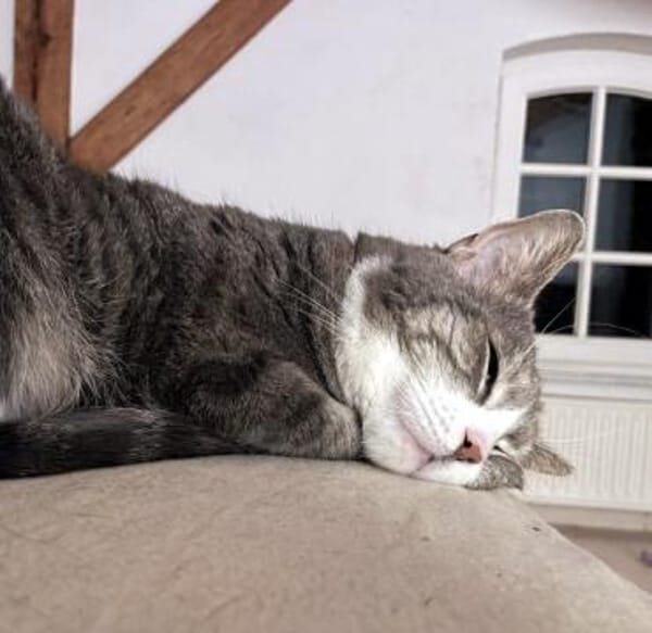 MARA - kleine Katze, große Chefin