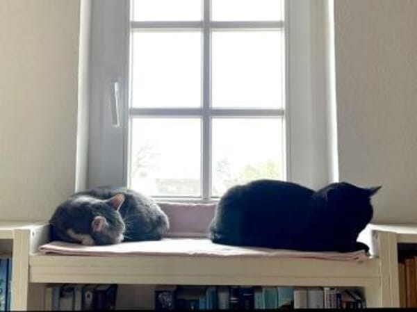 MARA - kleine Katze, große Chefin