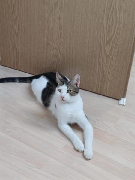 Lieber Paco sucht Zuhause mit Fluffy