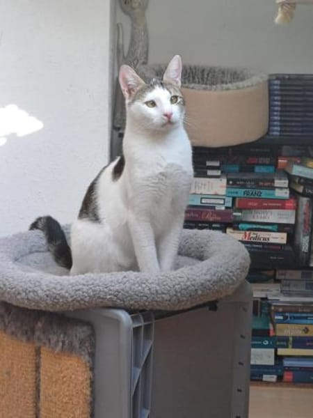 Lieber Paco sucht Zuhause mit Fluffy