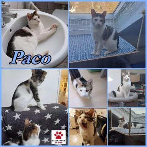 Lieber Paco sucht Zuhause mit Fluffy