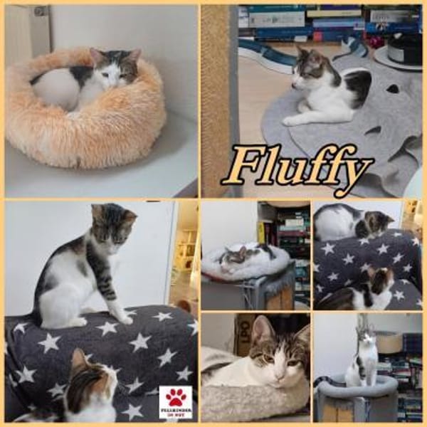 Lieber Paco sucht Zuhause mit Fluffy