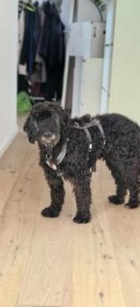 Xaver sucht freie Streichelhand
