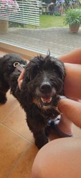 Xaver sucht freie Streichelhand