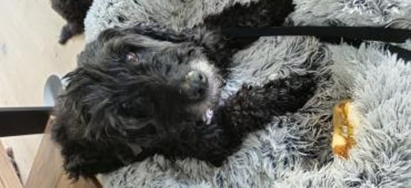 Xaver sucht freie Streichelhand