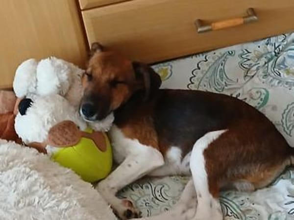🐾❤ BEN SUCHT EIN ZUHAUSE ❤🐾