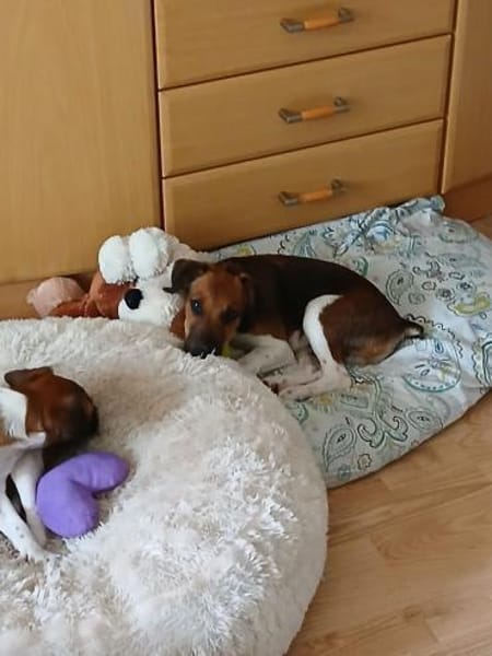 🐾❤ BEN SUCHT EIN ZUHAUSE ❤🐾