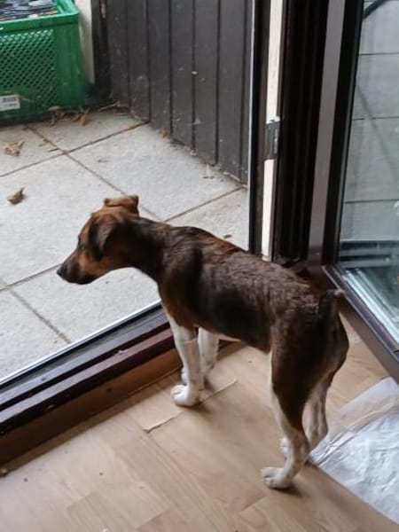 🐾❤ BEN SUCHT EIN ZUHAUSE ❤🐾