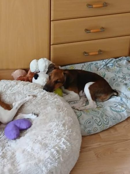 🐾❤ BEN SUCHT EIN ZUHAUSE ❤🐾